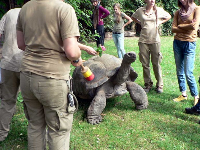 Einmal im Jahr werden im Zoo Heidelberg die Seychellen-Riesenschildkröten gewogen