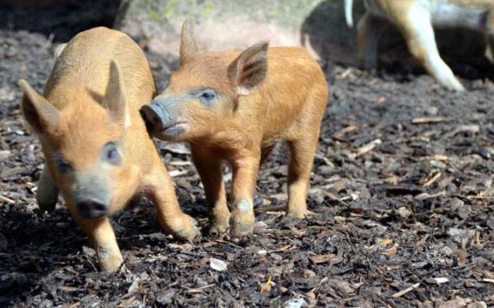 Sechs junge Wollschweine freuen sich im Herzogenriedpark auf Ihre Fotografen