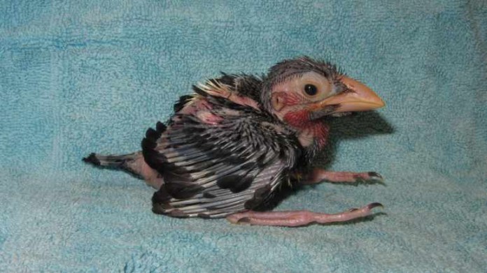 Der kleine Furchenschnabel-Bartvogel "Picca"