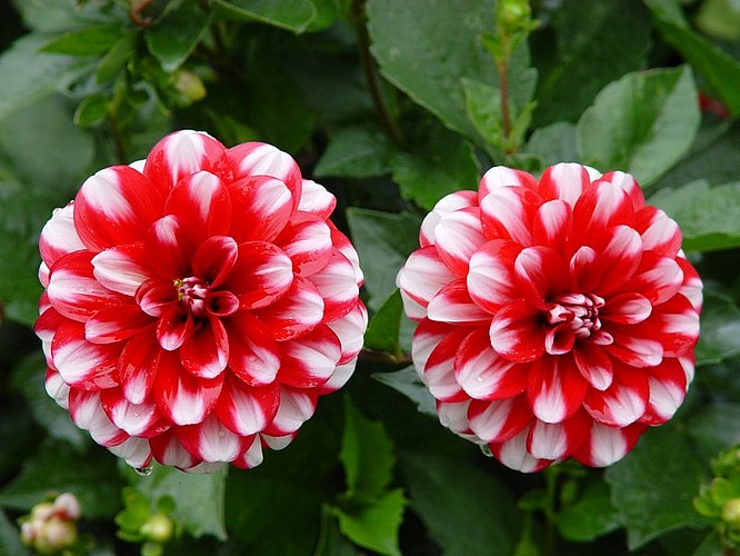 Gesetzliche Bestimmungen zum Blumenverkauf an Sonn- und Feiertagen im November/Dezember.