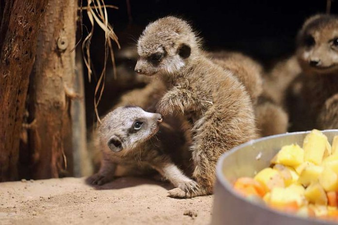 Erdmännchen im Zoo Heidelberg