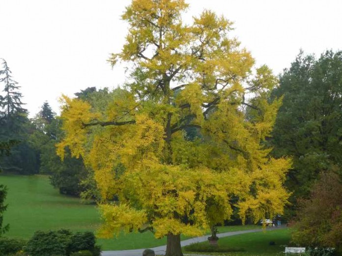 Der leuchtende GinkgoBaum Metropolnews.info