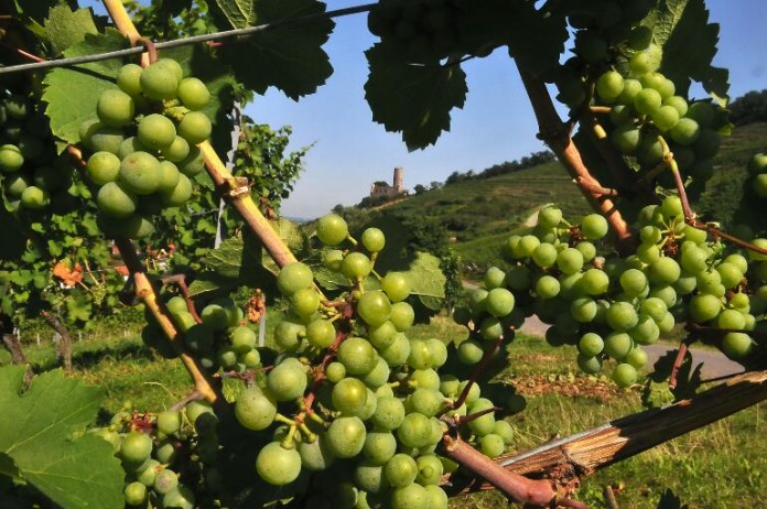 Blick auf Schriesheimer Weinberge