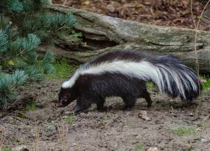 Streifenskunk-Weibchen „Chanel“ ist recht selbstbewusst. Auf dem Foto sieht man sehr schön die langen, gebogenen Krallen an den Vorderpfoten, die bestens zum Graben und zum Einsammeln von Heu geeignet sind.