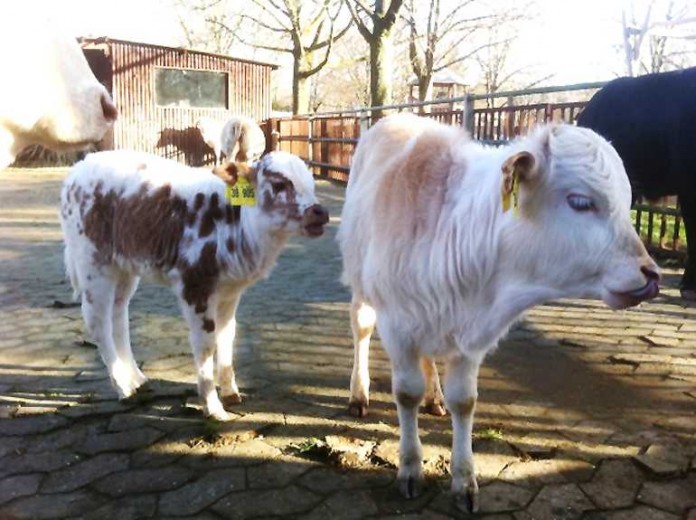 Nachwuchs bei den Zebus im Tiergarten in Worms
