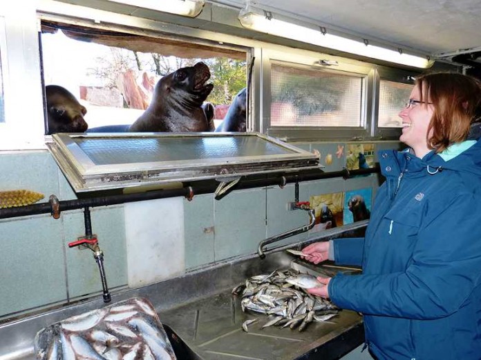 Auch das gehört zur täglichen Arbeit der Tierpfleger bei den Mähnenrobben. Der Fisch wird in großen Blöcken geliefert und muss aufgetaut werden, bevor er an die gelehrigen Tiere während des Trainings verfüttert wird.