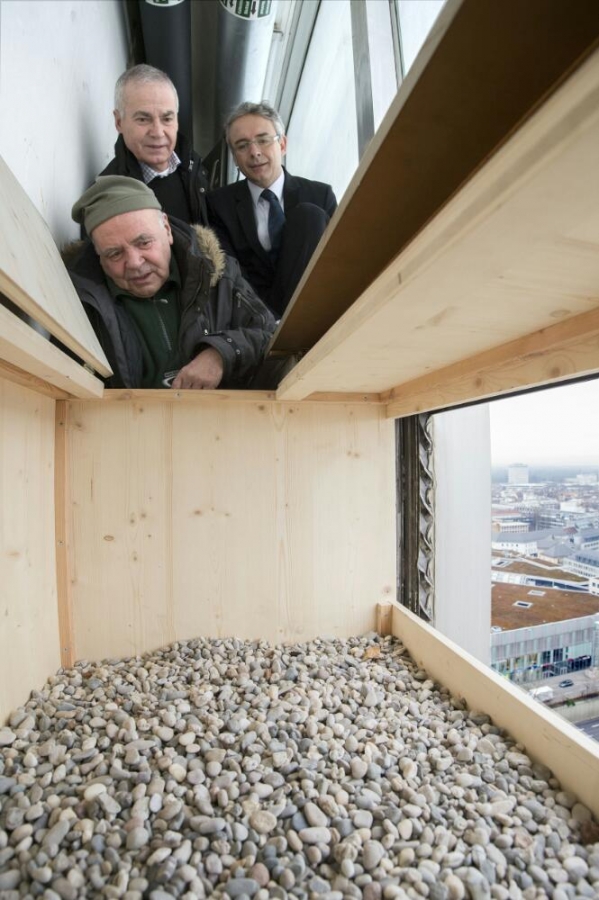Friedemann Scholler von der Arbeitsgemeinschaft Wanderfalkenschutz Baden-Württemberg, Nabu-Karlsruhe-Vorstand Artur Bossert und Landrat Dr. Christoph Schnaudigel (v.l.n.r) übergaben den neuen Falkenhorst seiner Bestimmung.
