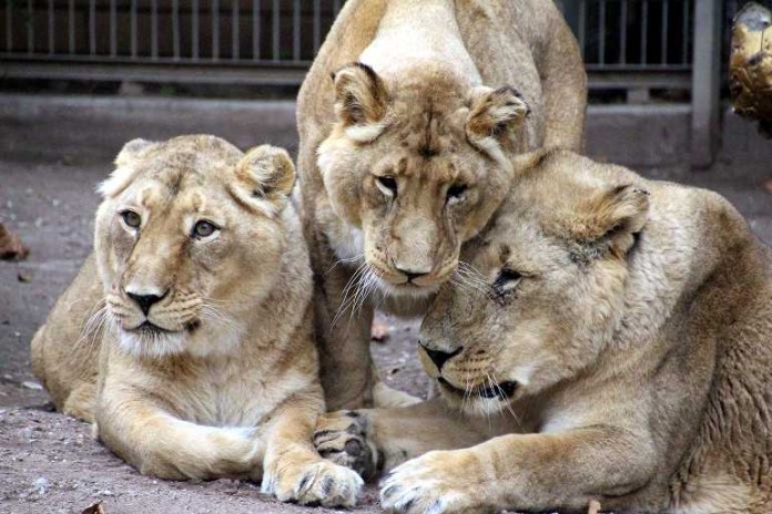 Eine ausgefallene Sache und eine originelle Strecke: Laufen für die Löwen – Der etwas andere Spendenlauf im Zoo Heidelberg