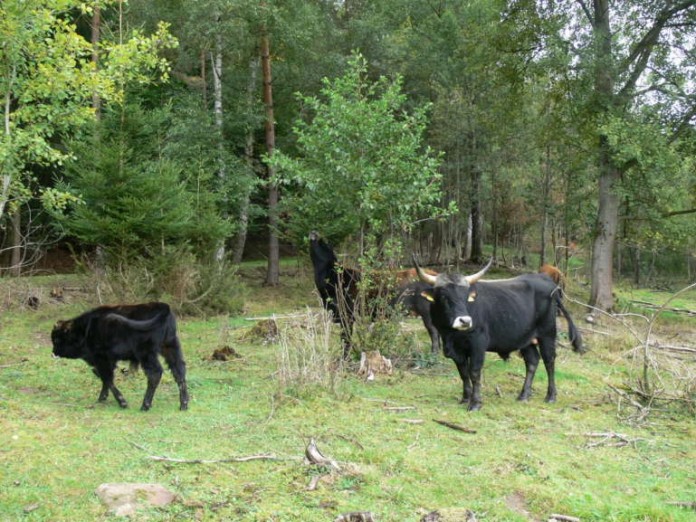 „Auerochsen“ als Landschaftspfleger im Einsatz