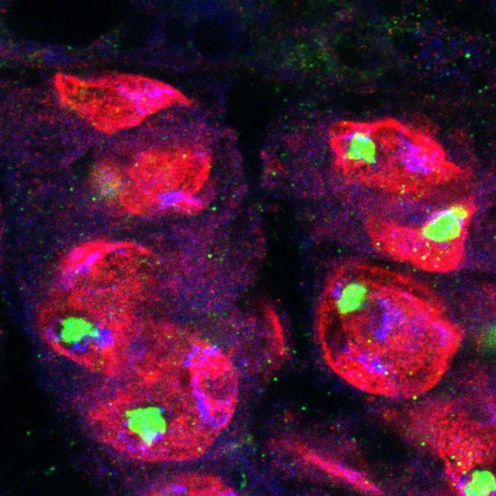 Konfokale Aufnahme eines Drosophila-Hoden, die die Lokalisation des Hox-Proteins Abd-B (grün) zeigt. Abd-B ist essentiell für die Positionierung und die Funktion der Stammzell-Nische.