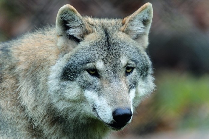 Europäischer Wolf