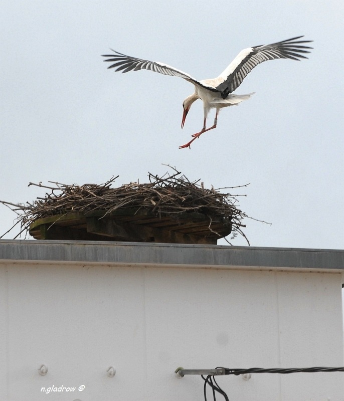 Ein Storch im Landeanflug.