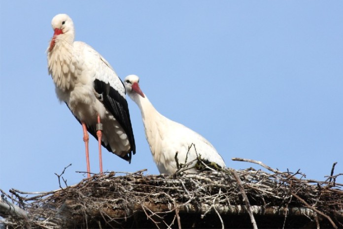 Das Storchenpaar des Tiergartens ist wieder „Zuhause“.