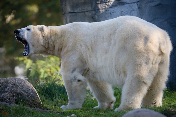 Eisbär im Karlsruher Zoo