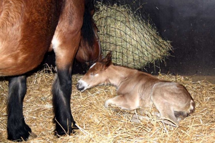 Pfalz-Ardenner Stutenfohlen erblickte das Licht der Welt im Tiergarten