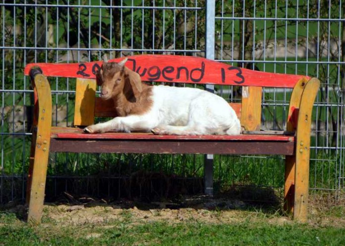 Auch die großen und kleinen Ziegen auf der Jugendfarm erwarten zahlreiche Besucher zum Tag der offenen Tür.