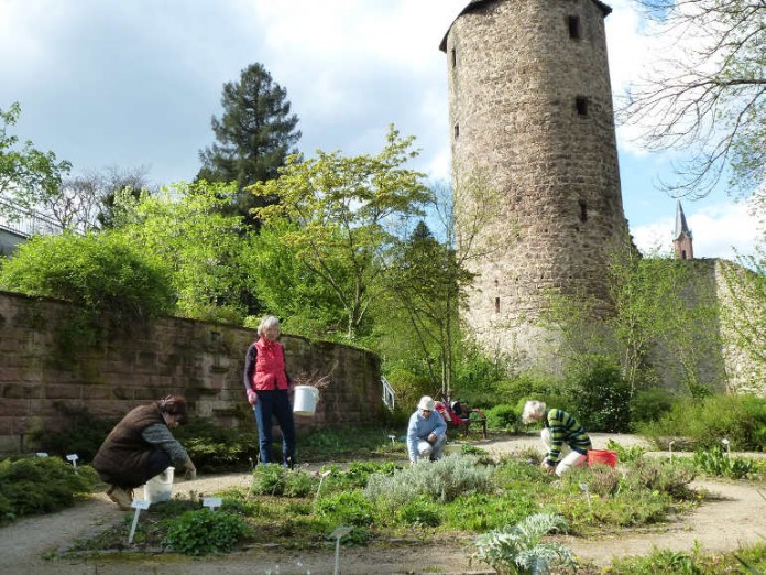 Weinheimer Heilkräutergarten sucht noch ehrenamtliche Helfer