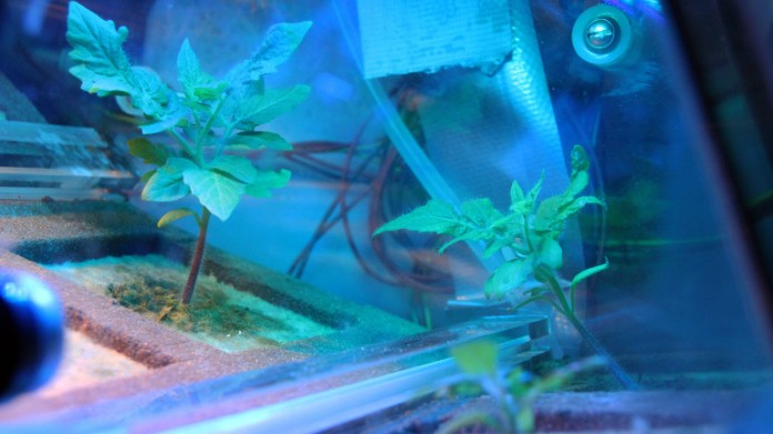 Mit der Mission Eu:CROPIS des Deutschen Zentrums für Luft- und Raumfahrt (DLR) wollen die Wissenschaftler erproben, ob Tomaten in einem geschlossenen Lebenserhaltungssystem unter Mars- und Mondbedingungen wachsen und Früchte tragen.