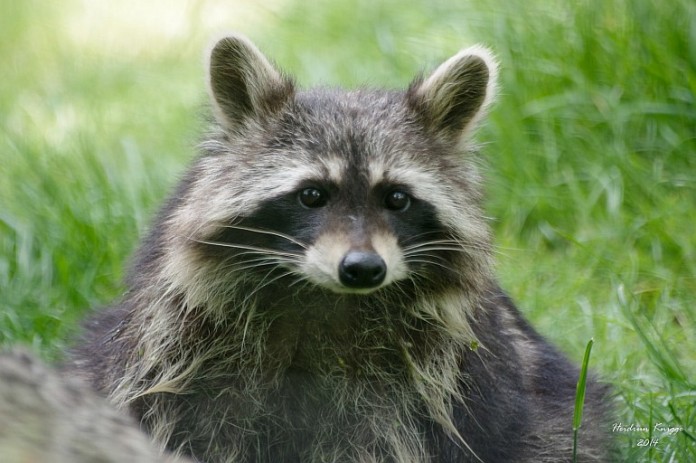 Waschbär im Heidelberger Zoo.