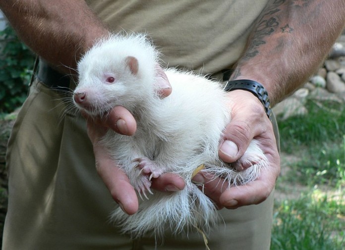 Wenn man genau hinschaut, sieht man auf Fotos mit dem weiblichen, kleinen Albino-Skunk sehr schön die weißen Streifen auf dem weißen Fell. Die Grundfarbe des Fells ist also normalerweise schwarz oder braun mit weißen Streifen.