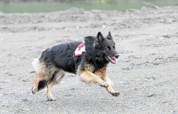 Rettungshund bei einer Übung