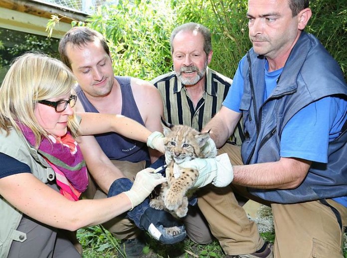 Karpaten-Luchs im Karlsruher Zoo