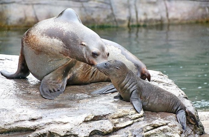 Seelöwin Cleo mit Mutter Olivia