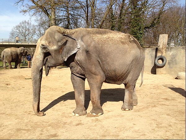 Archivbild von Elephantenkuh Rani