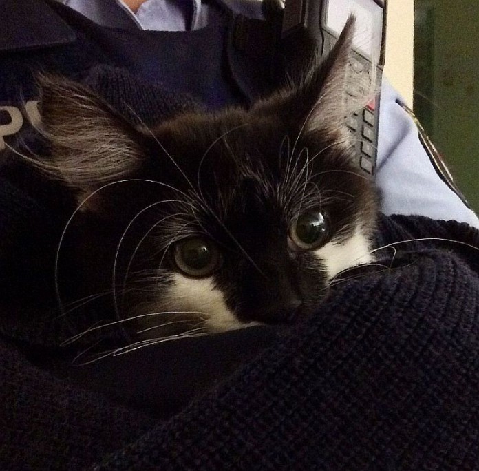 Die Polizei sucht nach dem Besitzer der Katze.