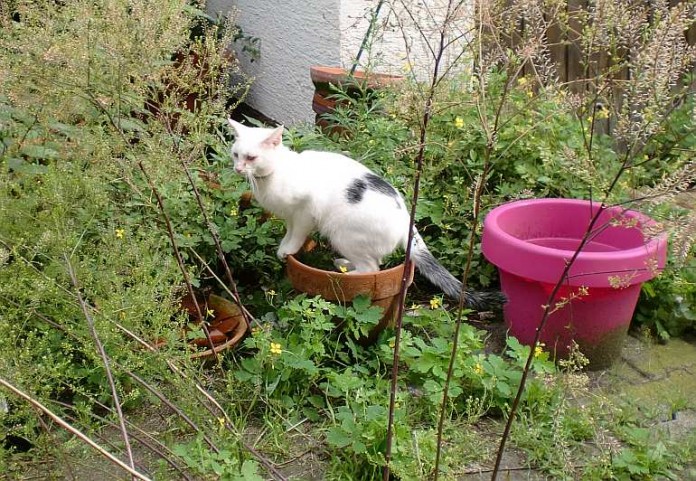 Eine der beschlagnahmten Katzen.