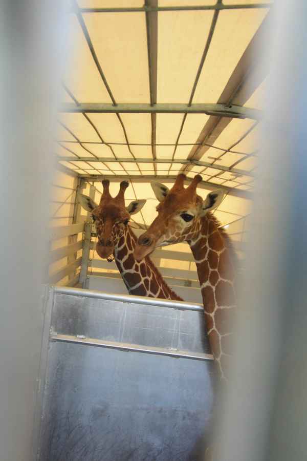 Zusammen mit einer weiteren Giraffe aus Rotterdam macht sich die Karlsruherin (im Bild vorne) auf den Weg nach Frankreich.