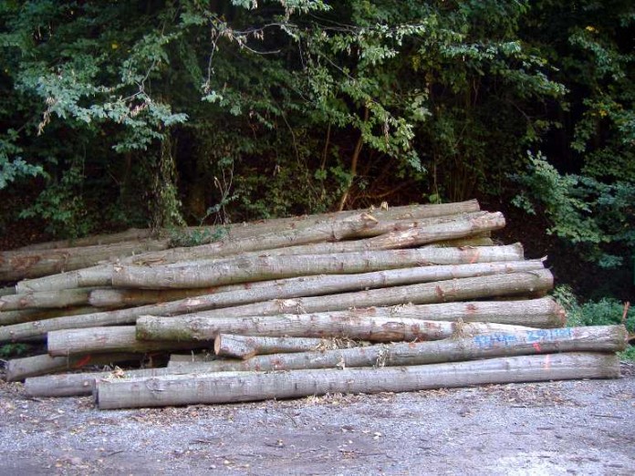 Das Brennholz aus den Wäldern im Rheintal ist begehrt, doch das Angebot ist begrenzt und kann die Nachfrage nicht decken.