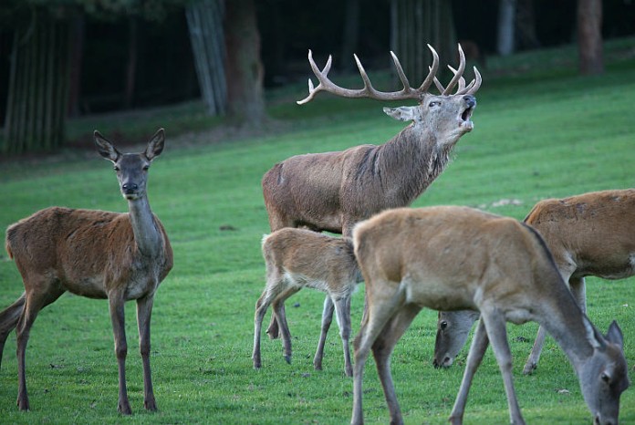 Die Brunftschreie der Hirsche dringen in diesen Tagen durch den gesamten Park.