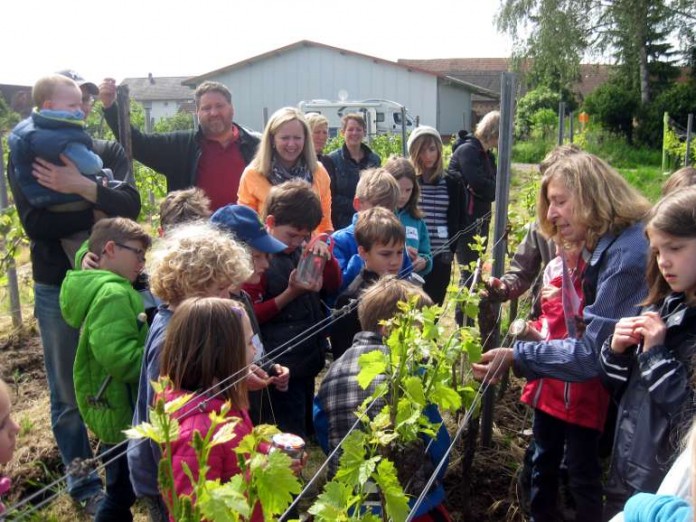 Kinder und ihre Eltern informieren sich über Rebensorten, Rebkrankheiten und ökologischen Weinbau im Kinderwingert