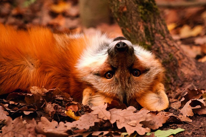 Rotfuchs im Wildparadies