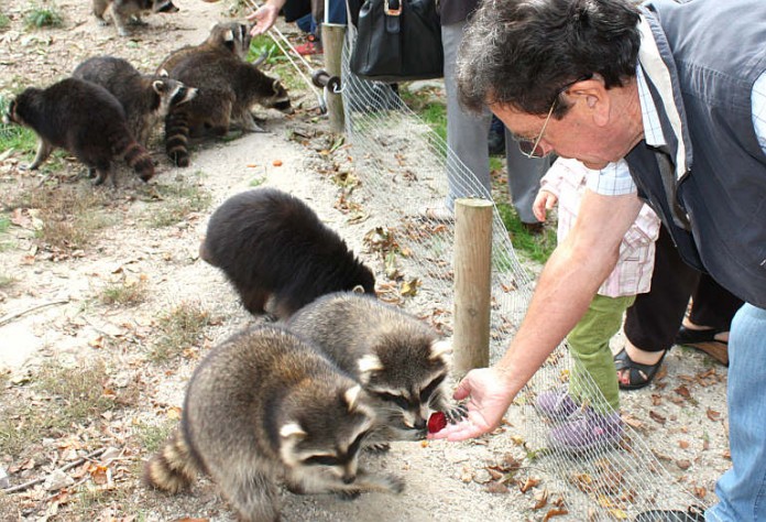 Als „tierisches Highlight“ durften die Senioren die putzigen Waschbären füttern.