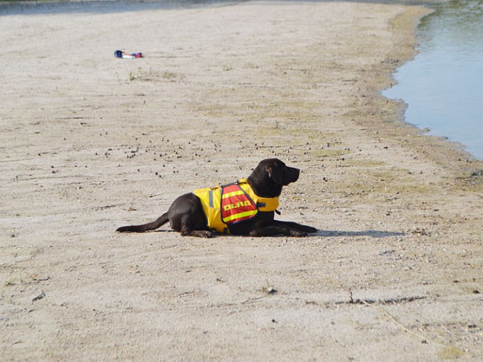 Hund Gary bereit zum Einsatz