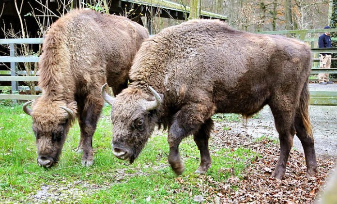 Langsam eingewöhnen müssen sich die beiden Wisente, die künftig die Tierherde im Oberwald verstärken.