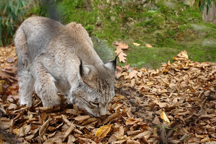 Sibirischer Luchs auf der Suche nach verstecktem Futter im Laub