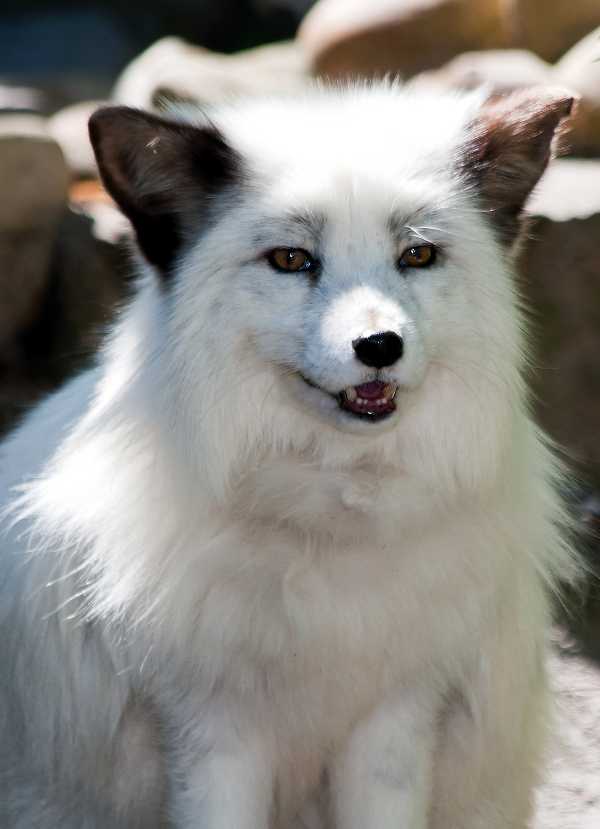 Der Eisfuchs ist der absolute Winterspezialist unter den Tiergartenbewohnern