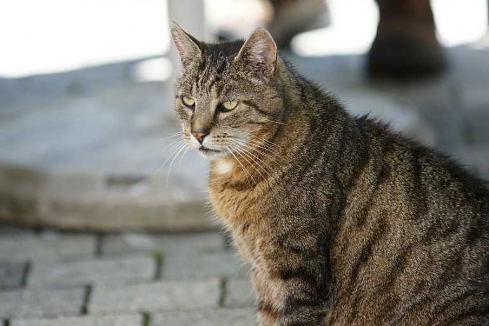 Die Kreisverwaltung Rhein-Pfalz-Kreis gibt Tipps, auf was Sie beim Tierkauf achten sollen