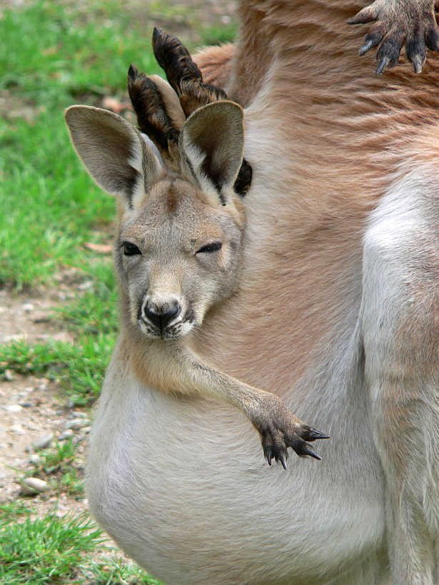 Känguru im Beutel