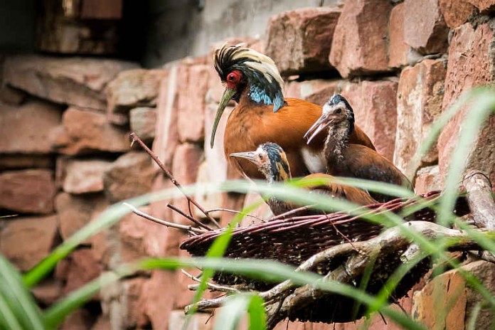Mähnenibis mit Jungtieren im Zoo Heidelberg