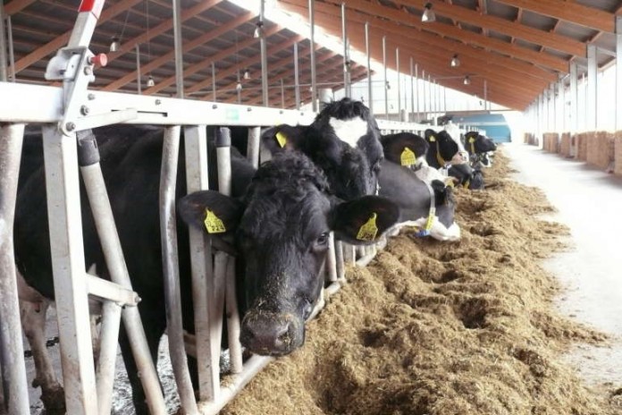 Deutsche-Holsteins