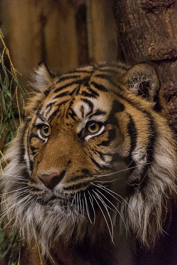 Der Neue im Zoo Heidelberg trägt Bart. Kann Tigerkater Tebo bei der Sumatratigerin Tila damit punkten?