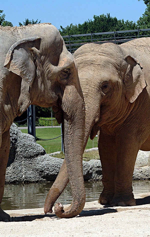 Rani und Shanti im Karlsruher Zoo