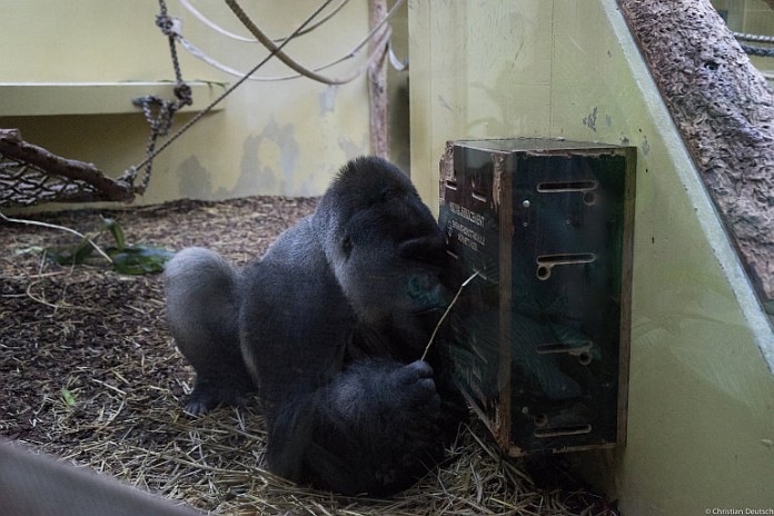 (Flachland-)Gorilla Bobo fischt geschickt nach Nüssen, die im Stocherkasten versteckt sind