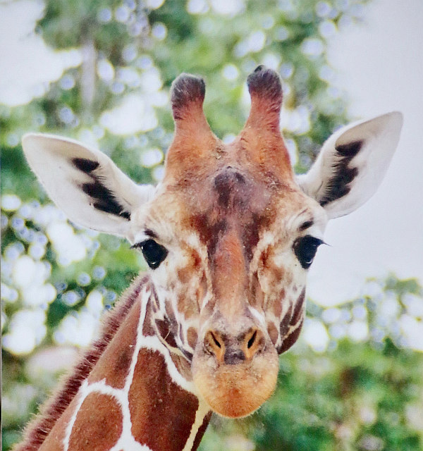 Biton hat im März 2015 den Karlsruher Zoo verlassen und lebt nun in Italien in einem Zoo an der Adria