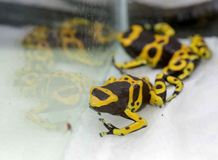 Der Pfeilgiftfrosch wird später in die Amphibienstation des Exotenhauses im Zoologischen Stadtgarten einziehen