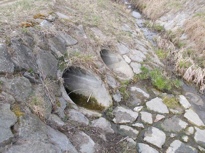 Sechs Welpen wurden aus einem Gulli gerettet